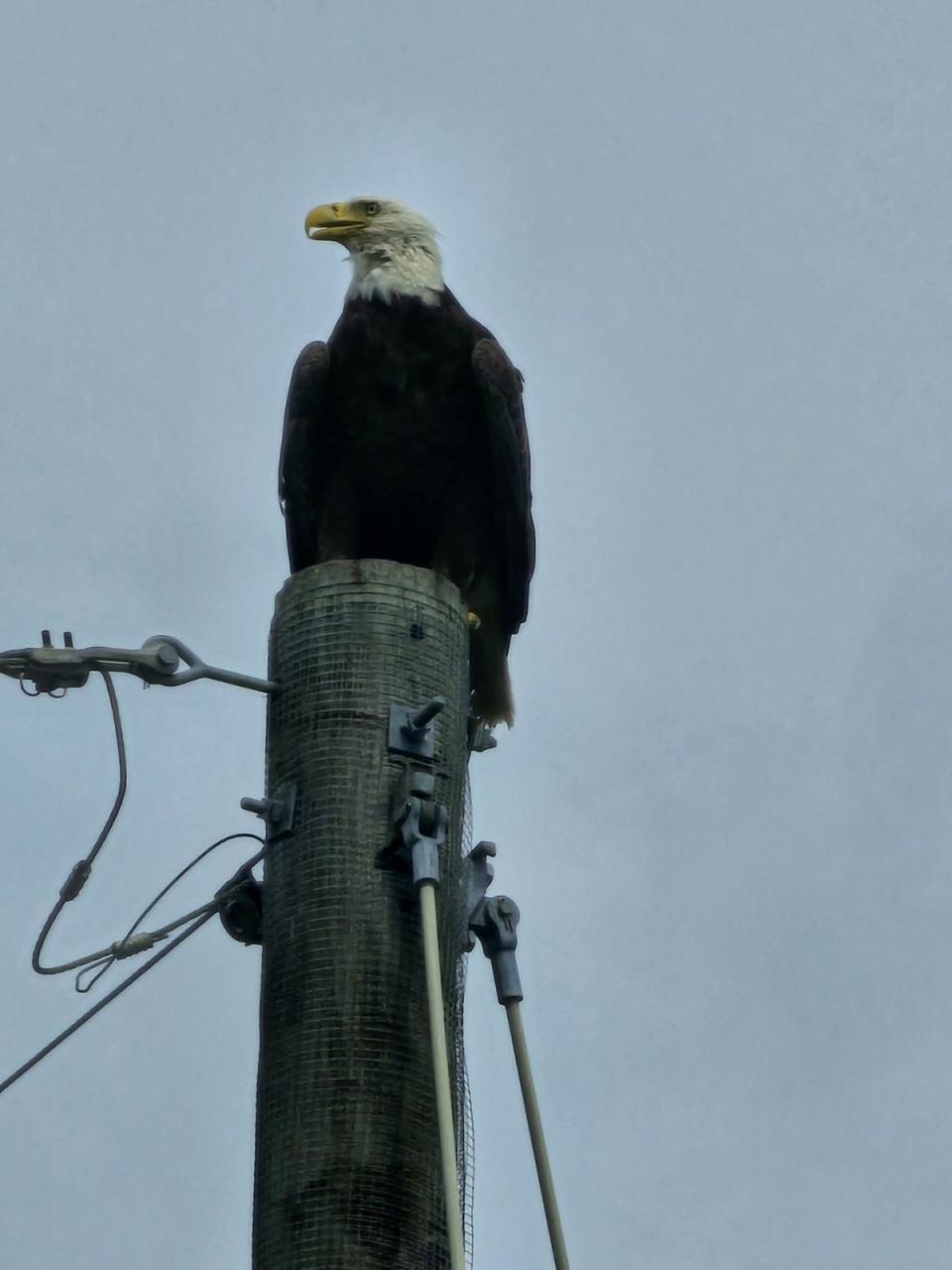 Eagle perched on a utility pole alongside the Houma Navigational Canal in Dulac, as the U.S.S. Kidd is towed to the Thoma-Sea shipyard in Houma for overhaul.