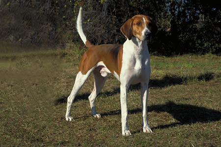 Virginia: American Foxhound (1966)