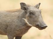 A warthog in Kruger National Park in Skukuza, South Africa.