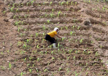 A North Korean woman looks up as she farms in the field, along the Yalu River, in Sakchu county, North Phyongan Province, North Korea, June 20, 2015. REUTERS/Jacky Chen