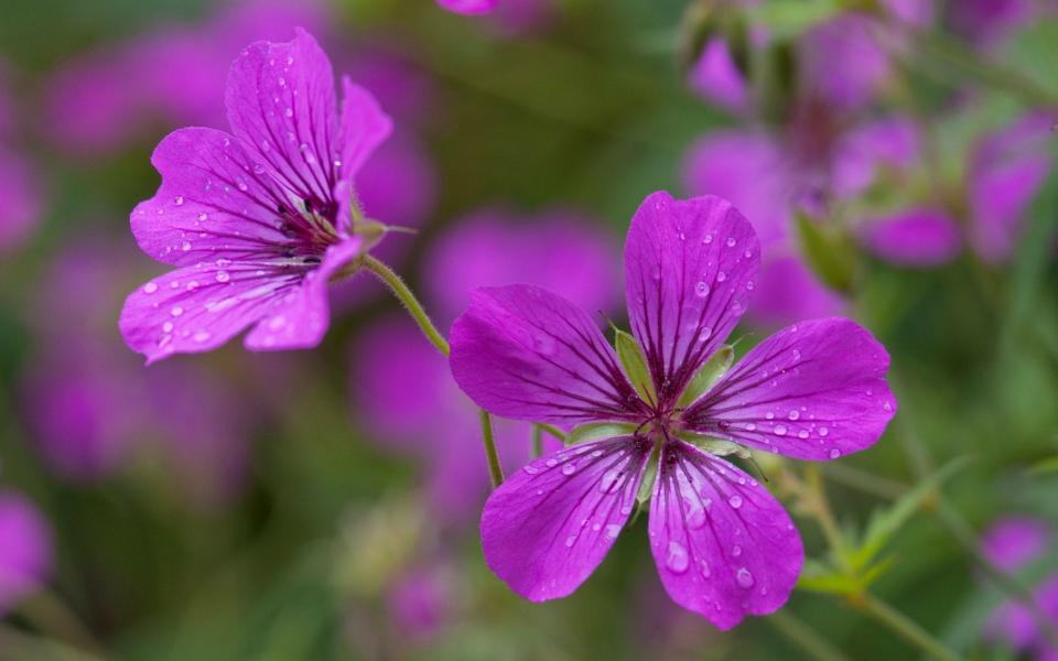 Geranium psilostemon "Patricia" - Dieter Schinner