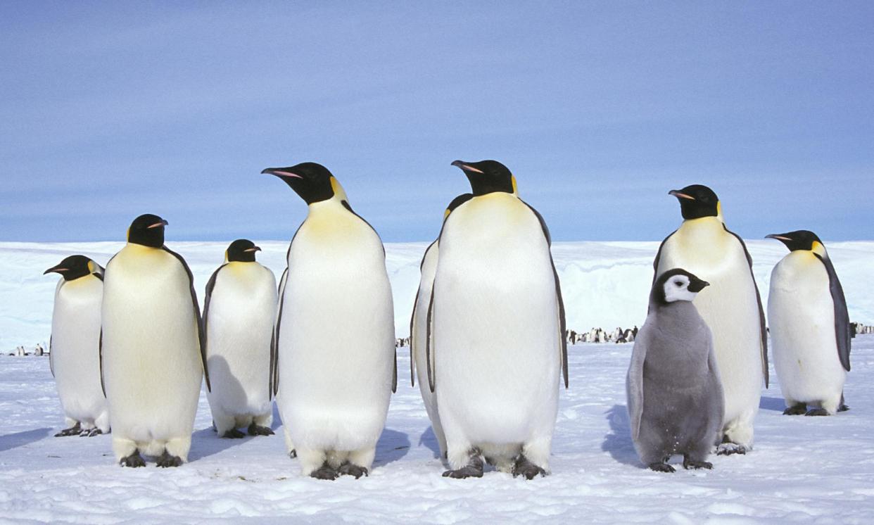 <span>Thousands of emperor penguin chicks drowned last year when the sea-ice broke up before they could fully fledge.</span><span>Photograph: Fritz Polking/Gamma-Rapho/Getty Images</span>