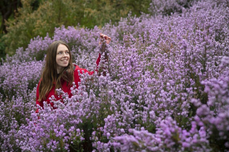 The National Trust’s Polly Caines admiring the blossoming heather at Glendurgan Gardens near Falmouth in Cornwall (Steve Haywood/National Trust/PA) (PA Media)