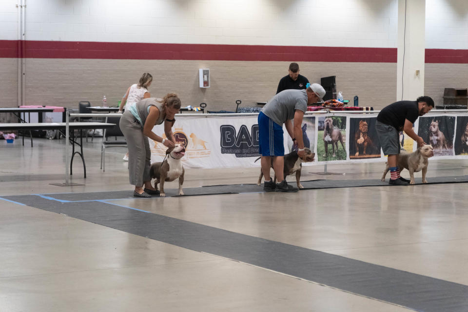 Handlers line their dogs up for the judge Saturday at the American Bully Kennel Club show at the Amarillo Civic Center.