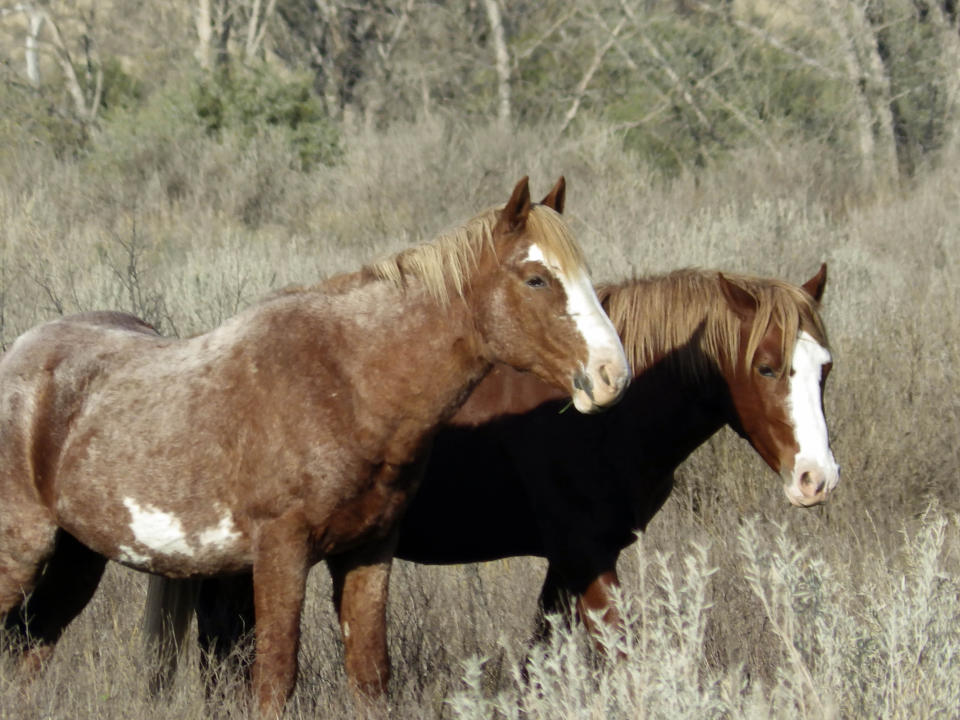 Two wild horses stand near Peaceful Valley Ranch in Theodore Roosevelt National Park on Saturday, Oct. 21, 2023, near Medora, N.D. The horses are popular with park visitors, who often see and photograph the animals along the park's scenic road and hiking trails. Wild horse advocates fear the National Park Service will decide to remove the wild horses. Park officials are evaluating the future of the horses, which they have called nonnative to the park and labeled as livestock. Wild horse advocates reject the "livestock" term for the horses. (AP Photo/Jack Dura)