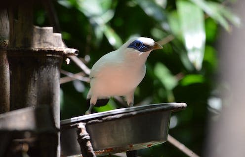 <span class="caption">A Bali myna at the Waddesdon Aviary in England.</span> <span class="attribution"><a class="link " href="https://en.wikipedia.org/wiki/Bali_myna#/media/File:A_Bali_Starling_or_Rothschild_Mynah_at_the_Waddesdon_Aviary.jpg" rel="nofollow noopener" target="_blank" data-ylk="slk:National Trust;elm:context_link;itc:0;sec:content-canvas">National Trust</a></span>