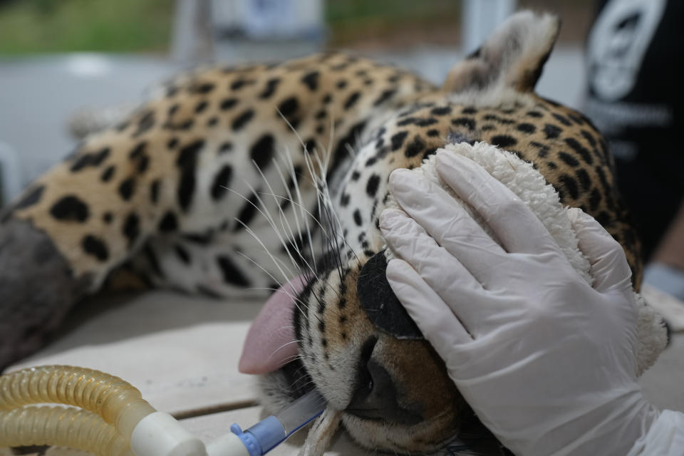 Veterinarians intubate a jaguar in preparation for an artificial insemination procedure at the Mata Ciliar Association conservation center, in Jundiai, Brazil, Thursday, Oct. 28, 2021. According to the environmental organization, the fertility program intends to develop a reproduction system to be tested on captive jaguars and later bring it to wild felines whose habitats are increasingly under threat from fires and deforestation. (AP Photo/Andre Penner)