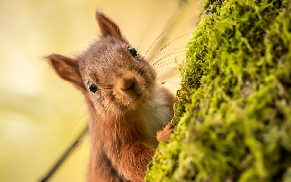 A red squirrel forages for food in the Widdale Red Squirrel Reserve in North Yorkshire - Danny Lawson/PA