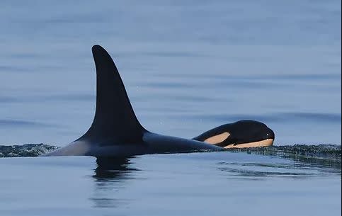 Tahlequah (aka J35) and her new baby, J57. (Photo: Katie Jones/Center for Whale Research)