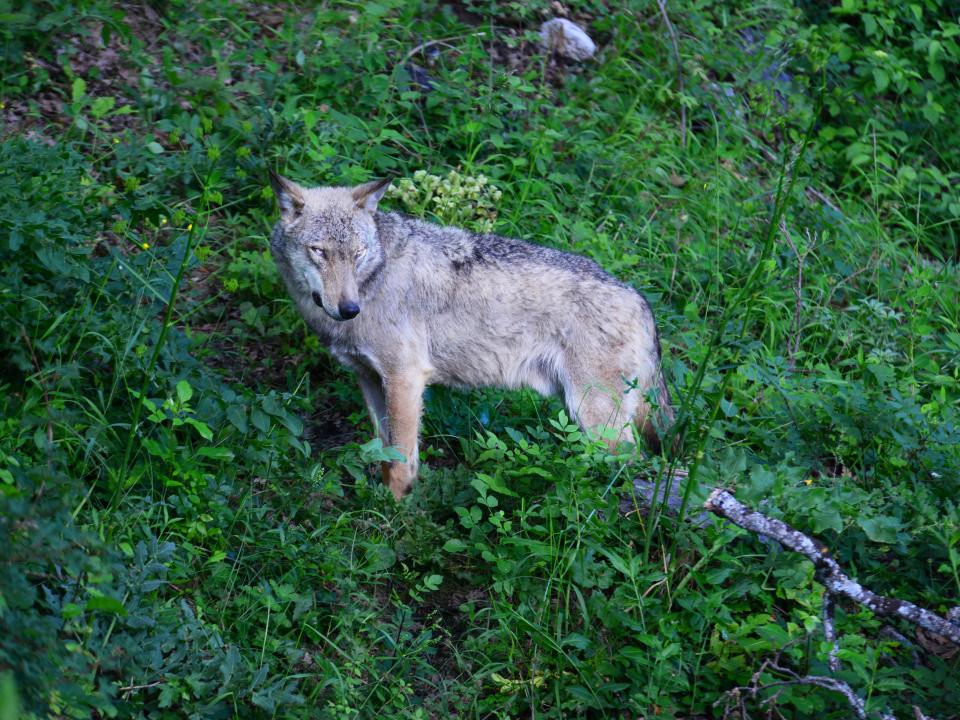 A wolf at the Abruzzo National Park of Civitella Alfedena, Italy.