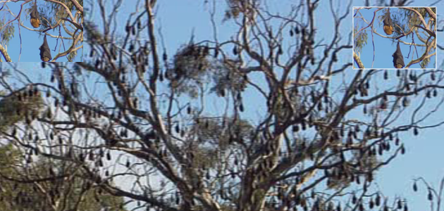 (Credit: 7News) Bat colony at Yarra Bend is multiplying.