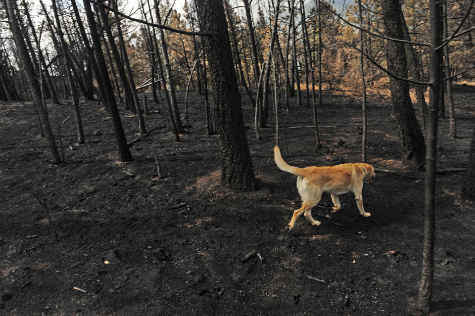 A dog walks through an area of the forest in the Pyramid Hills subdivision of Cascade, Colorado, that was heavily burned from the Waldo Canyon Fire, seen on July 10, 2012. (Photo: Helen H. Richardson via Getty Images)