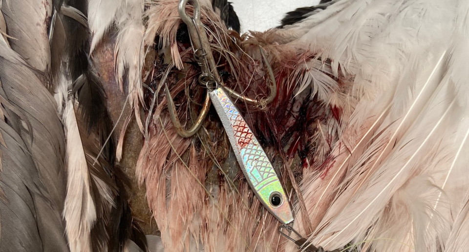 Close up of a fish hook inside a pelican wing. It's quite bloody.