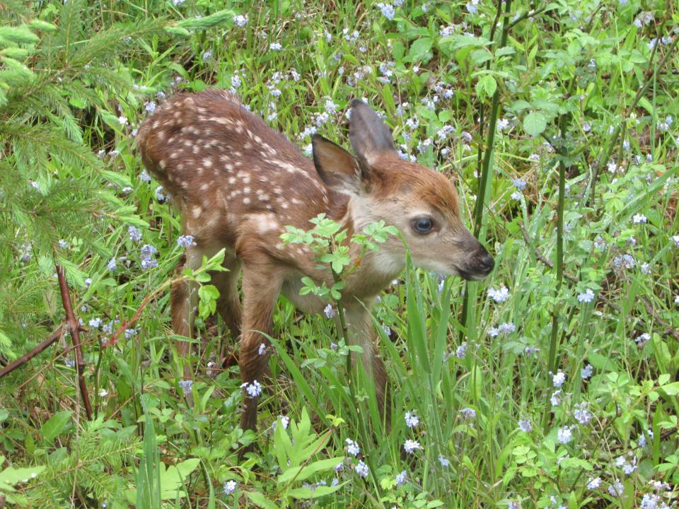 A new fawn in May 2023 takes its first few steps.