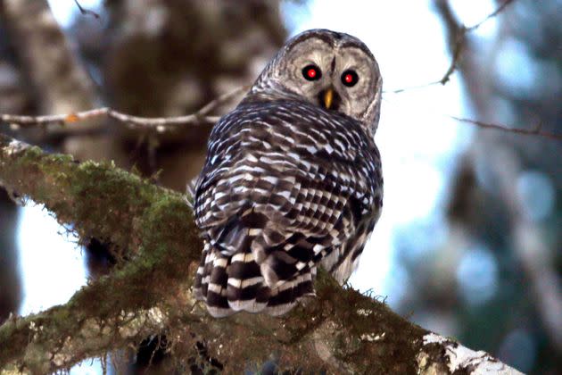 FILE - A barred owl is shown in the woods outside Philomath, Ore., Dec. 13, 2017. On April 6, 2023, the New Jersey Department of Environmental Protection issued a violation notice against one of its own sub-divisions accusing it of wrongly clearing 15 acres of a wildlife management area in southwestern New Jersey. The work was designed to create habitat for the American woodcock, but wound up destroying habitat for the barred owl, which is threatened, and the red-shouldered hawk, which is endangered. (AP Photo/Don Ryan, File)