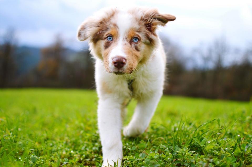 Australian Shepherd