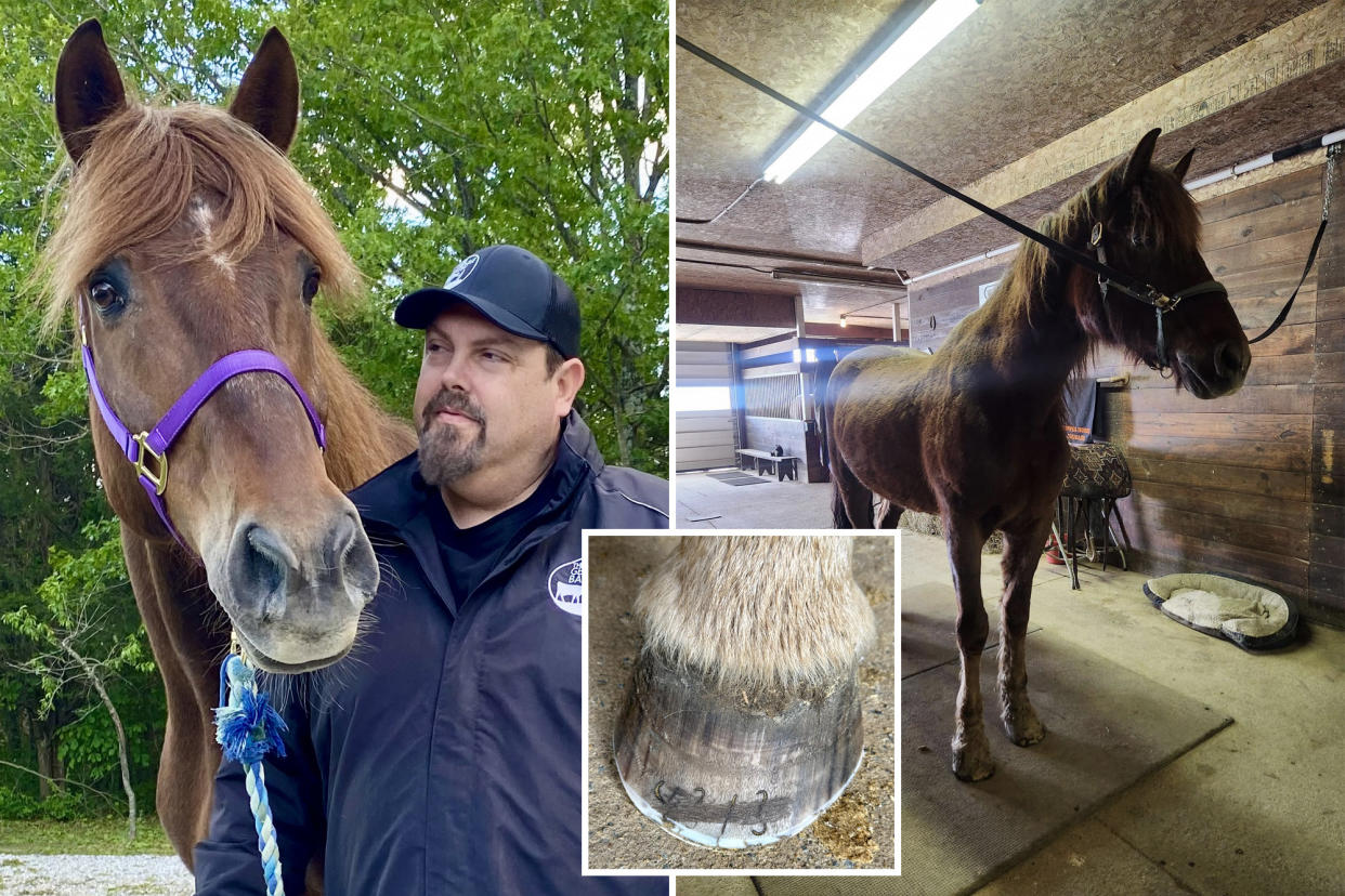 composite image: man with horse, left; horse in barn on right; inset horse's hoove