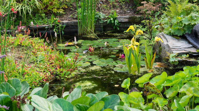 Budget pond ideas: 14 ways to create a stunning feature with water