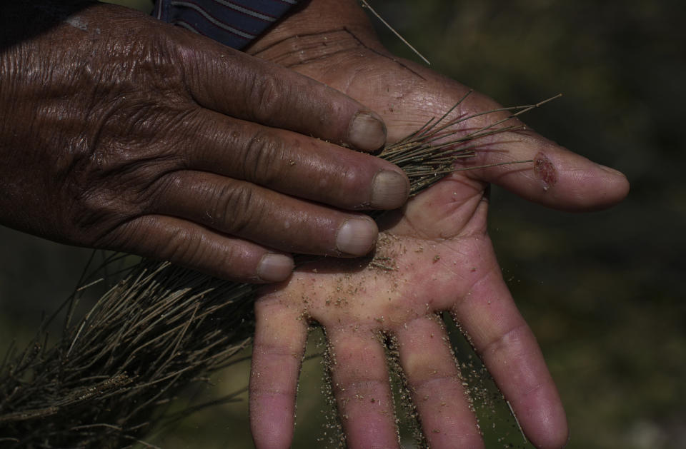 Juan Hernández limpia ahuautle, conocido como caviar mexicano, en Texcoco, cerca de Ciudad de México, el martes 20 de septiembre de 2022. “La limpia lleva un proceso muy laborioso”, dijo el agricultor mientras frotaba con sus manos una rama de pino para retirarle los huevecillos y depositarlos sobre una manta rosada. (AP Foto/Fernando Llano)