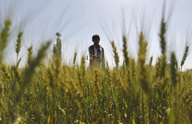 Man sprays fertiliser onto a wheat field on the outskirts of the western Indian city of Ahmedabad