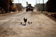 <p>Eine Henne und ihre Küken im Osten vom Mossul im Irak. (Bild: Ahmed Jadallah/Reuters) </p>