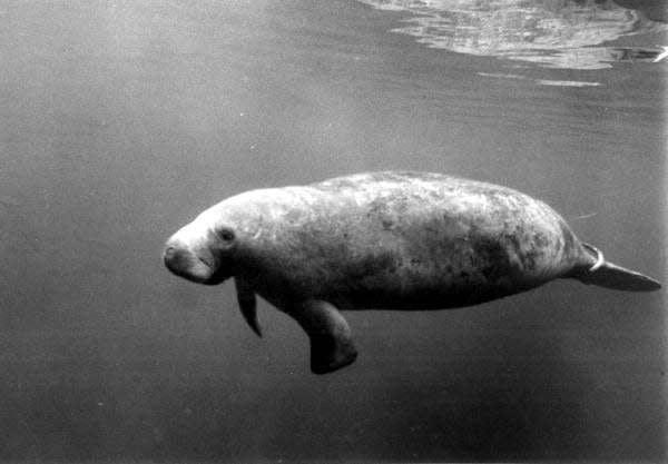 An archival photo by Hank Meyer of Lorelei taken in 1975 at the Miami Seaquarium, the year of her birth. The image is archived as part of the Florida Park Service collection and has been identified as public domain.