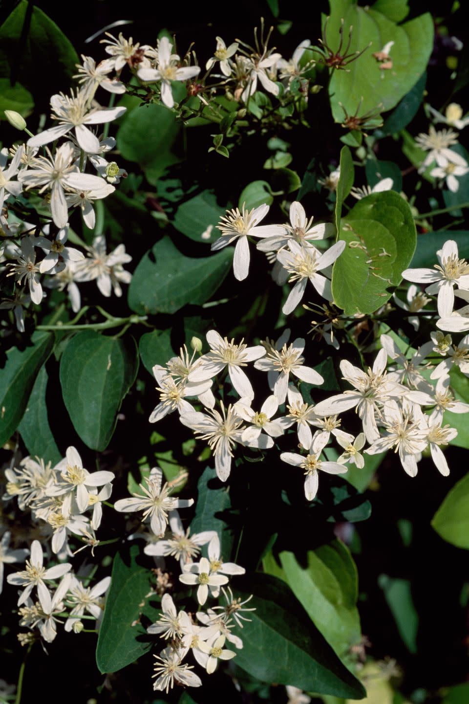 <p>This <a href="https://www.amazon.com/Perennial-Farm-Marketplace-paniculata-Clematis/dp/B07CW79KM3/?tag=syn-yahoo-20&ascsubtag=%5Bartid%7C10050.g.4662%5Bsrc%7Cyahoo-us" rel="nofollow noopener" target="_blank" data-ylk="slk:climbing vine blooms;elm:context_link;itc:0;sec:content-canvas" class="link ">climbing vine blooms</a> from summer to fall and is sweetly scented, so place it near your patio where you can enjoy its fragrance. </p>