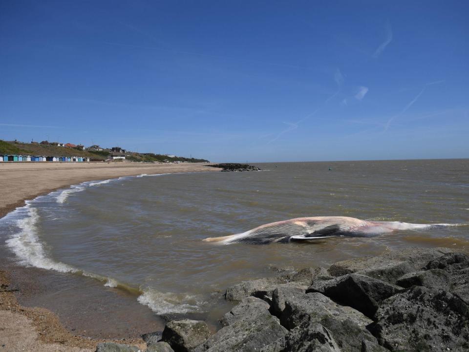 A 40ft-long whale that has washed up on the beach at Clacton-on-Sea in Essex. The giant marine mammal, which has died, was swept to shore on Friday: PA