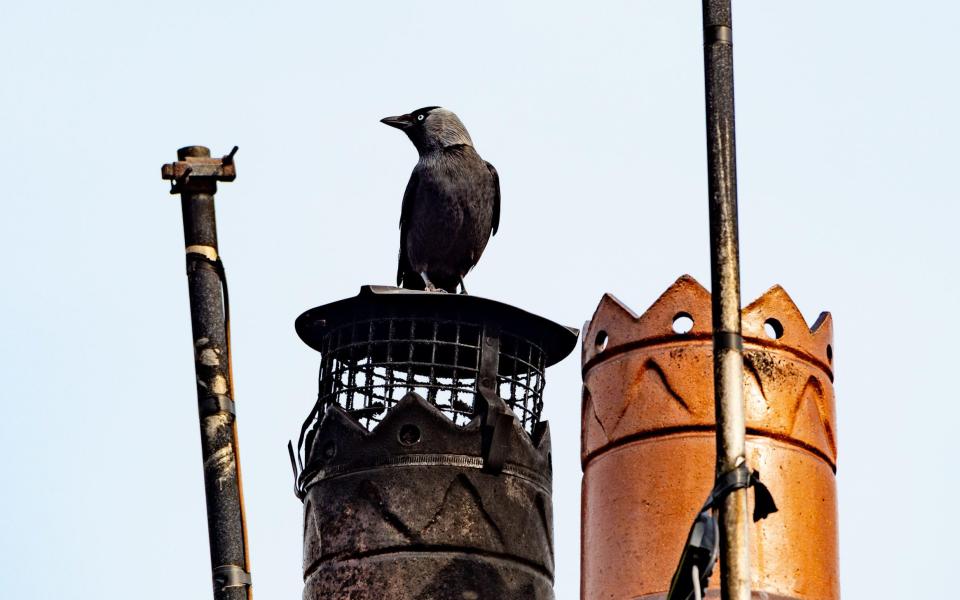 Eyes right: a jackdaw surveys the scene from a chimney in Chipping, Lancashire