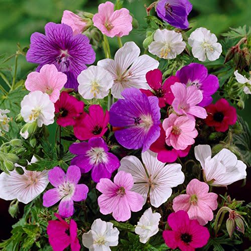 Colorful Geranium Perennial Tapestry Mix | Beautiful Purple, Pink, Blue, & White Blooms - Perennial Plant - 5 Bare Root Flower Plants - Hardy to Zone 5 | Ships from Easy to Grow TM