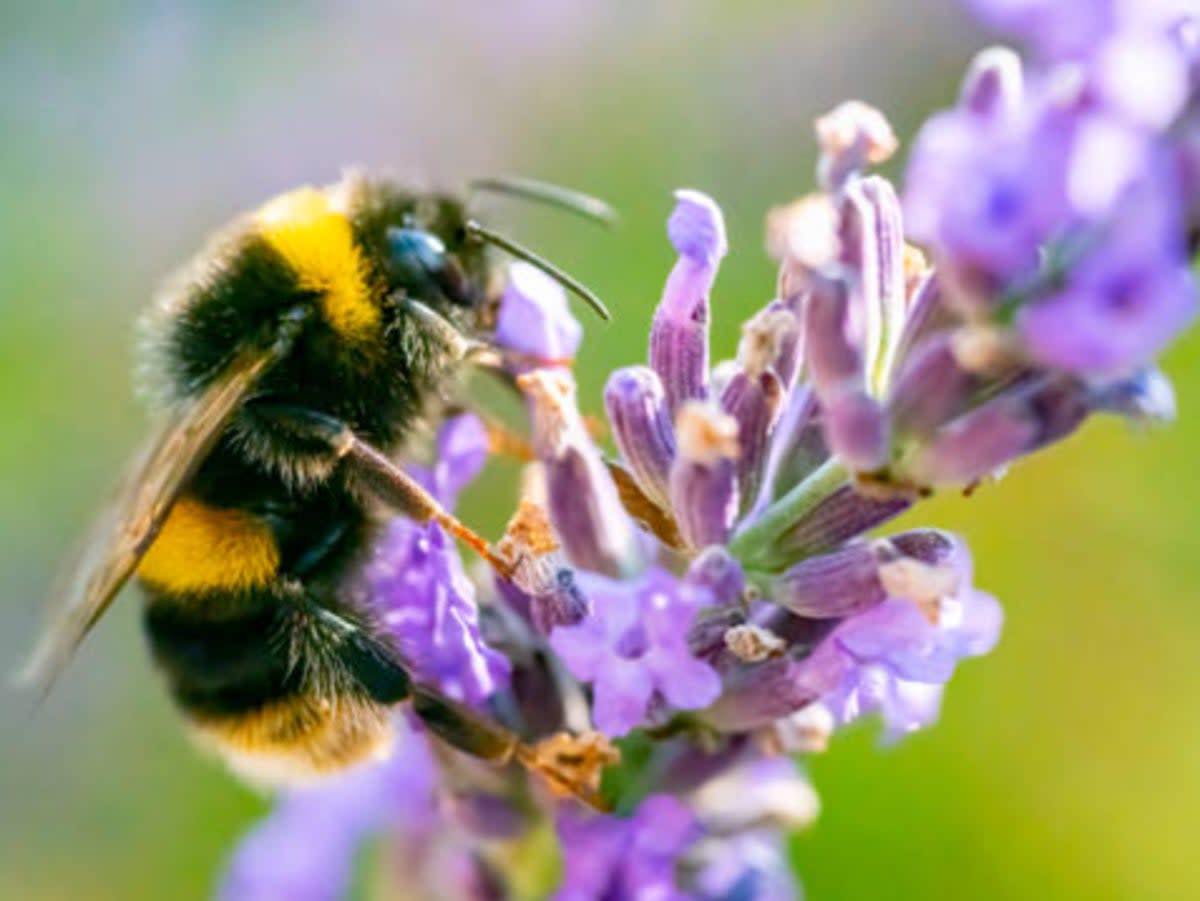 Bumble bee on a lavender spike (stock image)  (Getty Images/iStockphoto)