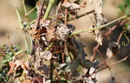 Vineyards affected by drought are pictured in Verzeille near Carcassonne