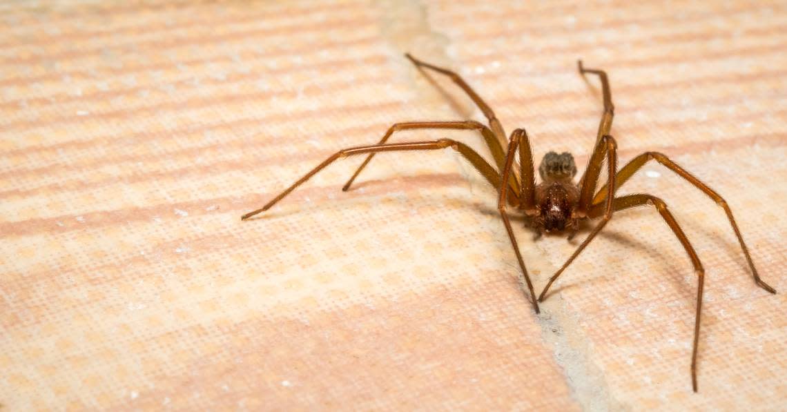 The brown recluse spider is a venomous spider found in the Myrtle Beach area.