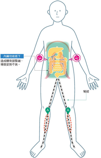 腰痛：搓揉小腿