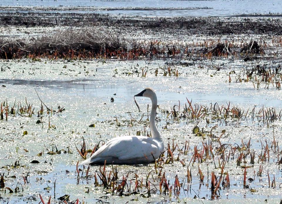 The trumpeter swan takes a look around after sitting in the water.