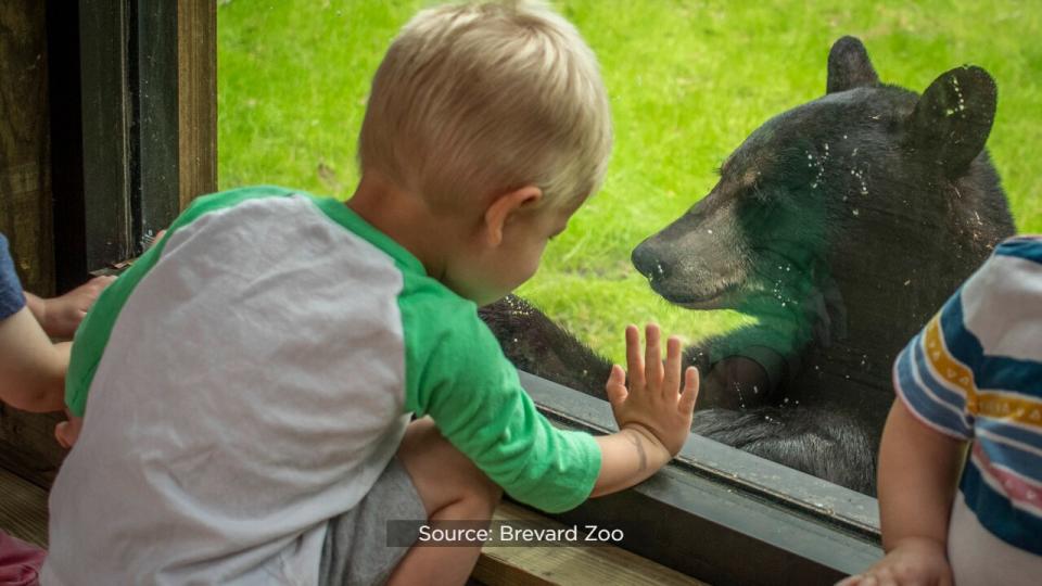 The zoo is hoping to raise $25,000 to cover the cost of diets, enrichment, toys and more for the three bears, Cheyenne, Brody and Betty.