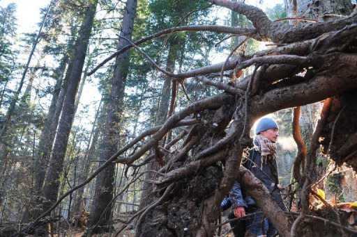 A photographer walks among hundred-year-old trees virgin forest in the Charpatian mountains. In Europe, these "wild forests" have disappeared except in Scandinavia and Eastern countries