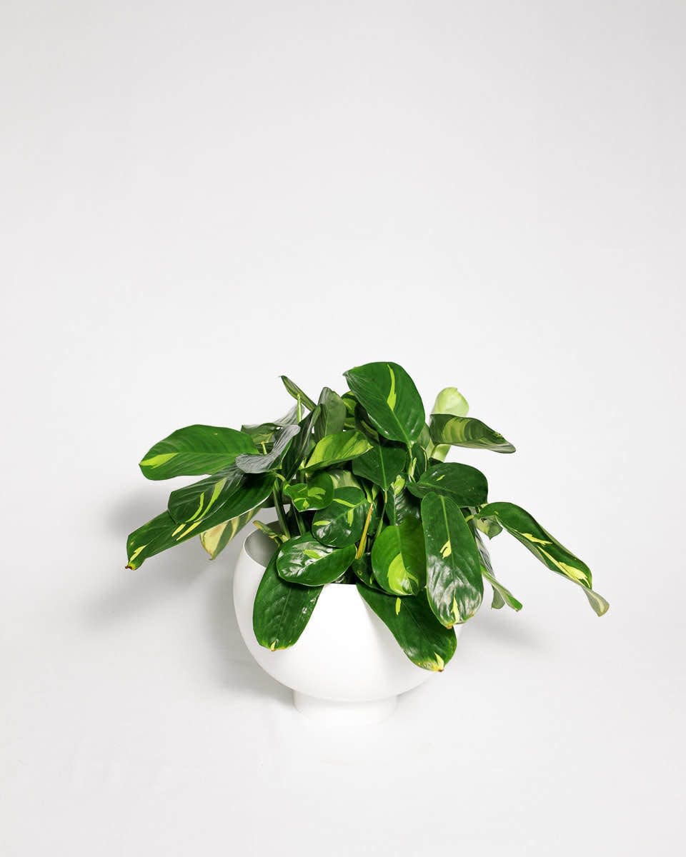 33) Ctenanthe Lubbersiana Golden Mosaic