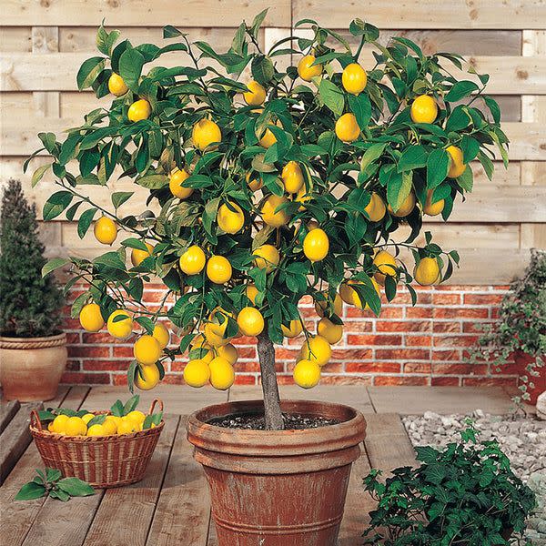 19) Meyer Lemon Tree