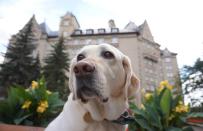<p>Fairmont Hotels & Resorts coupled its pet-friendly policies with a canine ambassador program that brought dogs to various hotel lobbies across the U.S. and Canada — and even Kenya. The staff roster includes black labs like Catie at <a rel="nofollow noopener" href="http://www.fairmont.com/copley-plaza-boston/?referrer=yahoo&category=beauty_food&include_utm=1&utm_medium=referral&utm_source=yahoo&utm_campaign=feed" target="_blank" data-ylk="slk:Copley Plaza;elm:context_link;itc:0;sec:content-canvas" class="link "><strong>Copley Plaza</strong></a> in Boston, Bello at <a rel="nofollow noopener" href="http://www.fairmont.com/montebello/?referrer=yahoo&category=beauty_food&include_utm=1&utm_medium=referral&utm_source=yahoo&utm_campaign=feed" target="_blank" data-ylk="slk:Le Château Montebello;elm:context_link;itc:0;sec:content-canvas" class="link "><strong>Le Château Montebello</strong></a> in Ottawa, and Stanley at <a rel="nofollow noopener" href="http://www.fairmont.com/jasper/?referrer=yahoo&category=beauty_food&include_utm=1&utm_medium=referral&utm_source=yahoo&utm_campaign=feed" target="_blank" data-ylk="slk:Jasper Park Lodge;elm:context_link;itc:0;sec:content-canvas" class="link "><strong>Jasper Park Lodge</strong></a> in Alberta; golden labs Smudge at <a rel="nofollow noopener" href="http://www.fairmont.com/macdonald-edmonton/?referrer=yahoo&category=beauty_food&include_utm=1&utm_medium=referral&utm_source=yahoo&utm_campaign=feed" target="_blank" data-ylk="slk:Hotel Macdonald;elm:context_link;itc:0;sec:content-canvas" class="link "><strong>Hotel Macdonald</strong></a> in Edmonton and Marcus at <a rel="nofollow noopener" href="http://www.fairmont.com/lake-louise/?referrer=yahoo&category=beauty_food&include_utm=1&utm_medium=referral&utm_source=yahoo&utm_campaign=feed" target="_blank" data-ylk="slk:Château Lake Louise;elm:context_link;itc:0;sec:content-canvas" class="link "><strong>Château Lake Louise</strong></a> in Alberta; Daphne at the <a rel="nofollow noopener" href="http://www.fairmont.com/frontenac-quebec/?referrer=yahoo&category=beauty_food&include_utm=1&utm_medium=referral&utm_source=yahoo&utm_campaign=feed" target="_blank" data-ylk="slk:Château Frontenac;elm:context_link;itc:0;sec:content-canvas" class="link "><strong>Château Frontenac</strong></a> in Quebec; Umi at the <a rel="nofollow noopener" href="http://www.fairmont.com/tremblant/?referrer=yahoo&category=beauty_food&include_utm=1&utm_medium=referral&utm_source=yahoo&utm_campaign=feed" target="_blank" data-ylk="slk:Fairmont Tremblant;elm:context_link;itc:0;sec:content-canvas" class="link "><strong>Fairmont Tremblant</strong></a> in Quebec; Edie in <a rel="nofollow noopener" href="http://www.fairmont.com/pittsburgh/?referrer=yahoo&category=beauty_food&include_utm=1&utm_medium=referral&utm_source=yahoo&utm_campaign=feed" target="_blank" data-ylk="slk:Pittsburgh;elm:context_link;itc:0;sec:content-canvas" class="link "><strong>Pittsburgh</strong></a>; Mavis and Beau in <a rel="nofollow noopener" href="http://www.fairmont.com/hotel-vancouver/?referrer=yahoo&category=beauty_food&include_utm=1&utm_medium=referral&utm_source=yahoo&utm_campaign=feed" target="_blank" data-ylk="slk:Vancouver;elm:context_link;itc:0;sec:content-canvas" class="link "><strong>Vancouver</strong></a>; Bixby and Gibbs in <a rel="nofollow noopener" href="http://www.fairmont.com/scottsdale/?referrer=yahoo&category=beauty_food&include_utm=1&utm_medium=referral&utm_source=yahoo&utm_campaign=feed" target="_blank" data-ylk="slk:Scottsdale;elm:context_link;itc:0;sec:content-canvas" class="link "><strong>Scottsdale</strong></a>; and Tusker and Grammy at <a rel="nofollow noopener" href="http://www.fairmont.com/mount-kenya-safari/?referrer=yahoo&category=beauty_food&include_utm=1&utm_medium=referral&utm_source=yahoo&utm_campaign=feed" target="_blank" data-ylk="slk:Mount Kenya Safari Club;elm:context_link;itc:0;sec:content-canvas" class="link "><strong>Mount Kenya Safari Club</strong></a>.</p><p><a rel="nofollow noopener" href="http://www.thedailymeal.com/travel/fairmont-san-francisco-institution-and-hotel-unlike-any-other?referrer=yahoo&category=beauty_food&include_utm=1&utm_medium=referral&utm_source=yahoo&utm_campaign=feed" target="_blank" data-ylk="slk:Click here for a very recent review of the Fairmont San Francisco.;elm:context_link;itc:0;sec:content-canvas" class="link "><strong>Click here for a very recent review of the Fairmont San Francisco.</strong></a></p>