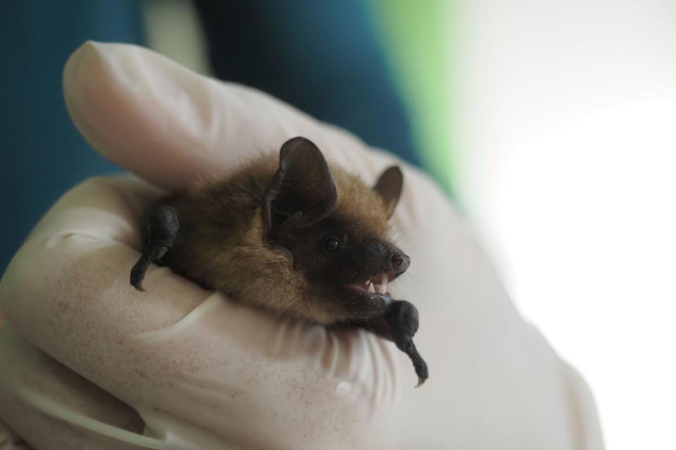 This picture shows a juvenile   serotine bat inside the Natural   History Museum of Bourges, France, on June 30, 2020. / Credit: GUILLAUME SOUVANT/AFP via Getty Images