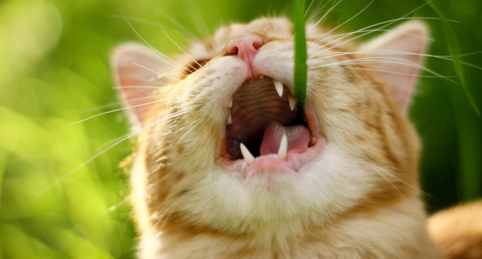 Cats may have picked up the habit from their ancestors. Source: Getty/file