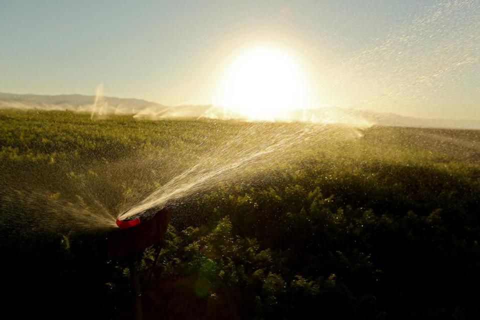 Sprinklers irrigate a carrot field in the Cuyama Valley.