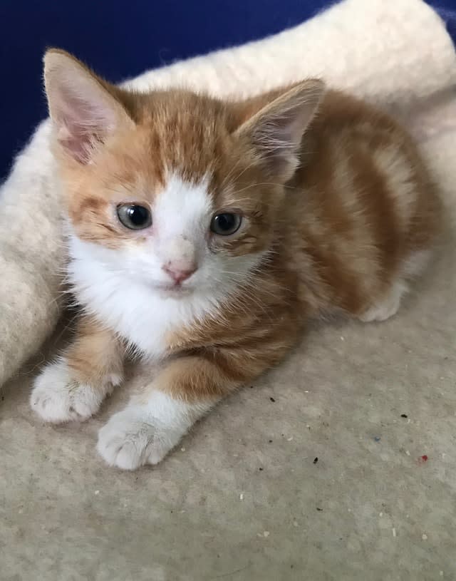 Kittens abandoned in Ashdown Forest