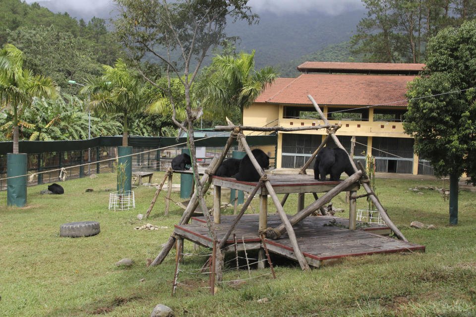 In this photo taken om Oct. 29, 2012, bears play inside an enclosure at the Vietnam Bear Rescue Center in Tam Dao, Vietnam. The bears, some of them blinded or maimed, play behind tall green fences like children at school recess. Rescued from Asia's bear bile trade, they were brought to live in this lush national park, but now they may need saving once more. The future of the $2 million center is in doubt after Vietnam's vice defense minister in July ordered it not to expand further and to find another location, saying the valley is of strategic military interest. Critics allege the park director is urging an eviction because he has a financial stake in a proposed ecotourism venture on park property - accusations he rejects. (AP Photo/Mike Ives)