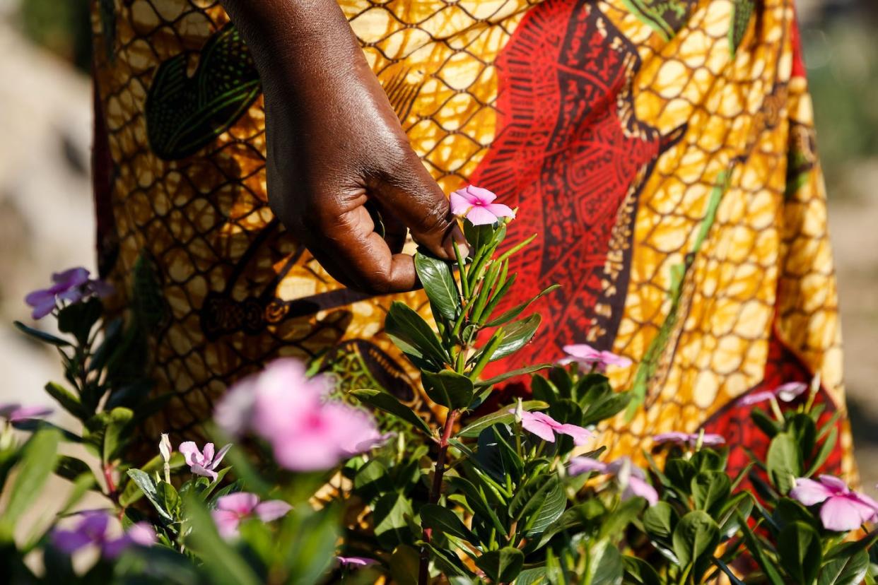 The pink periwinkle is used as a tonic and emetic for the treatment of many health conditions. Jekesai Njikizana/AFP via Getty Images