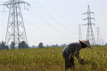 A farmer works in a paddy field under the power lines near Nam Theun 2 dam in Khammouane province October 28, 2013. REUTERS/Aubrey Belford