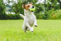 Ein perfekter Familienhund ist auch der Jack Russell Terrier. Er liebt geistige Herausforderungen und Bewegung, auch bis ins hohe Alter. Mit Kindern versteht sich der "Jacky" prächtig und spielt für sein Leben gern. Auf konsequente Erziehung sollten Sie bei dem kleinen Jagdhund allerdings achten, sonst tanzt er Ihnen bald auf der Nase herum. (Bild: iStock / alexei_tm)