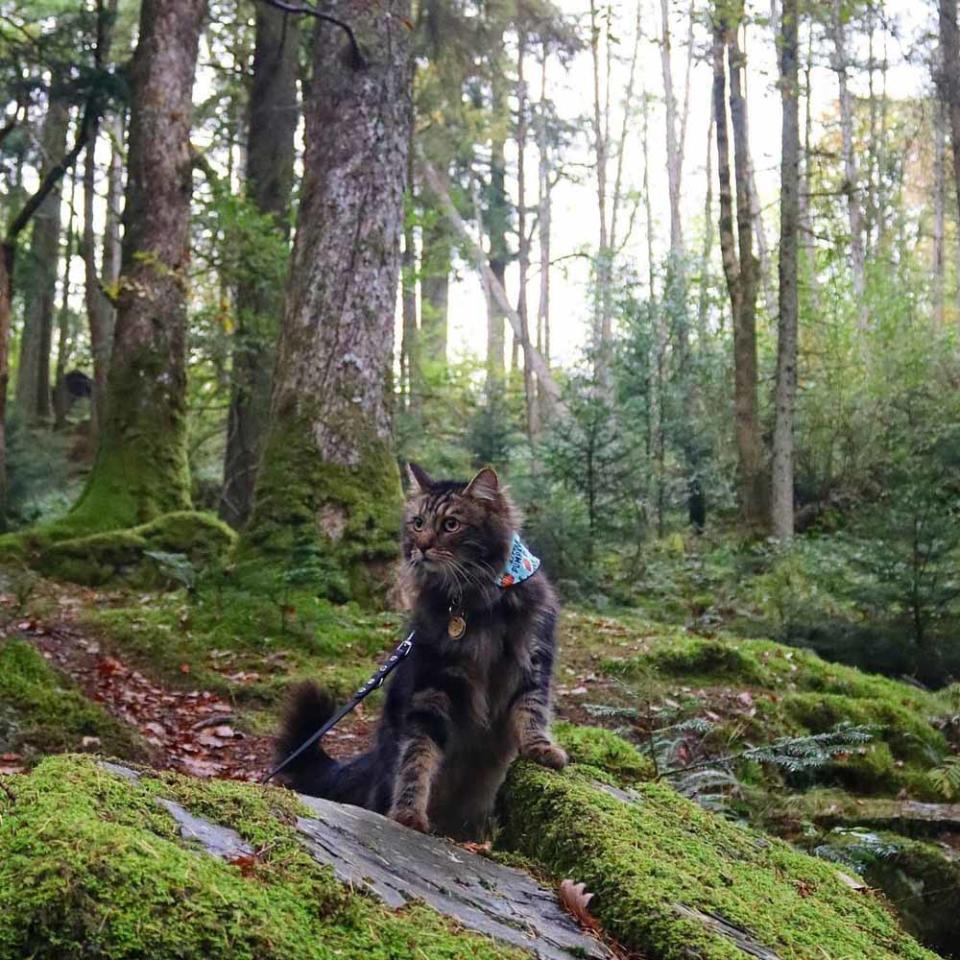Orion regularly walks through the forest with Katie (Collect/PA Real Life).