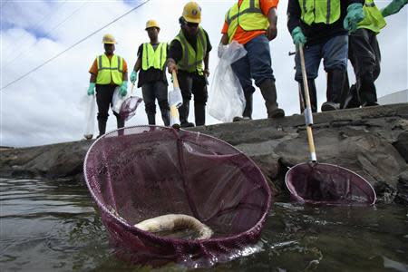 An environmental cleanup crew scoops a dead eel out of Keehi Lagoon after a massive molasses spill from a Matson cargo ship in Honolulu, Hawaii, September 12 ,2013. REUTERS/Hugh Gentry